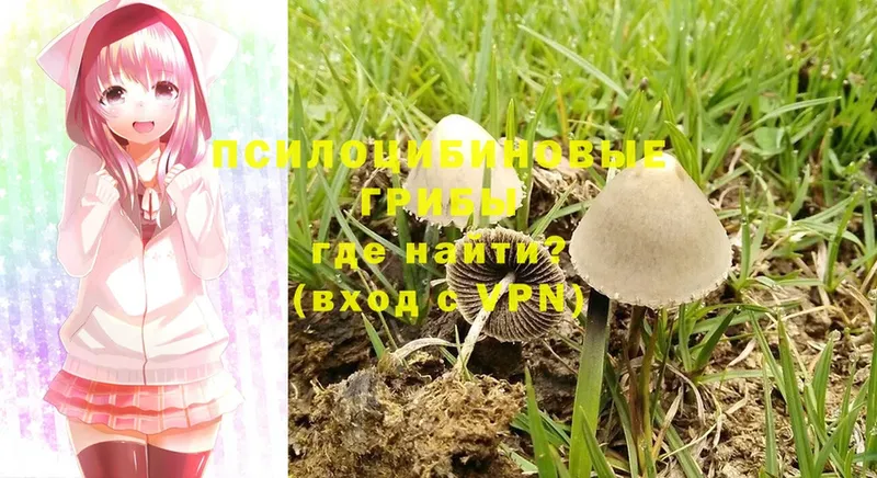 Псилоцибиновые грибы Cubensis  купить наркотики сайты  Зубцов 